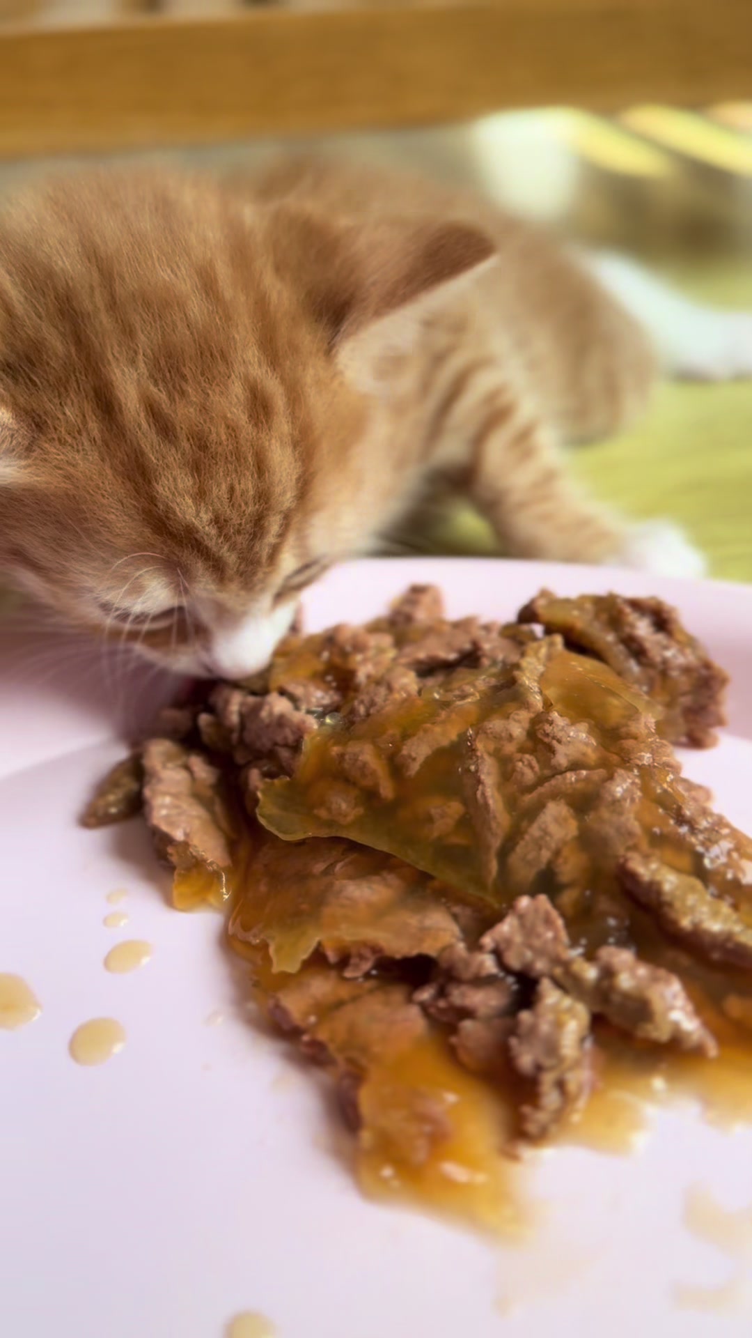 @Gatos todos os dias