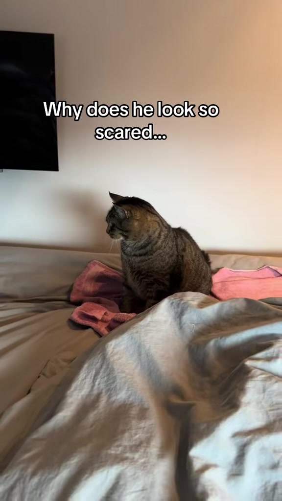 @Joep_the_ rescuecat