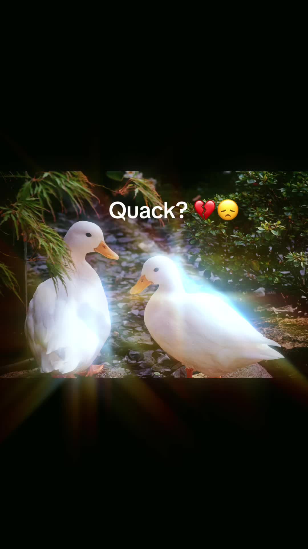 @Sir Quackington