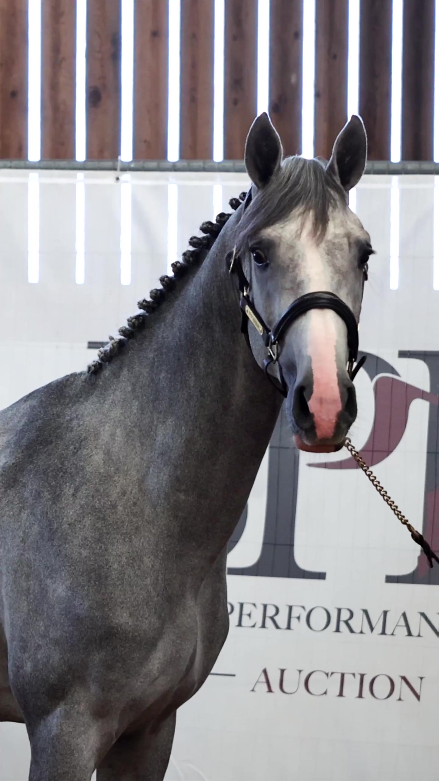 @HorseQuest - Horses for Sale