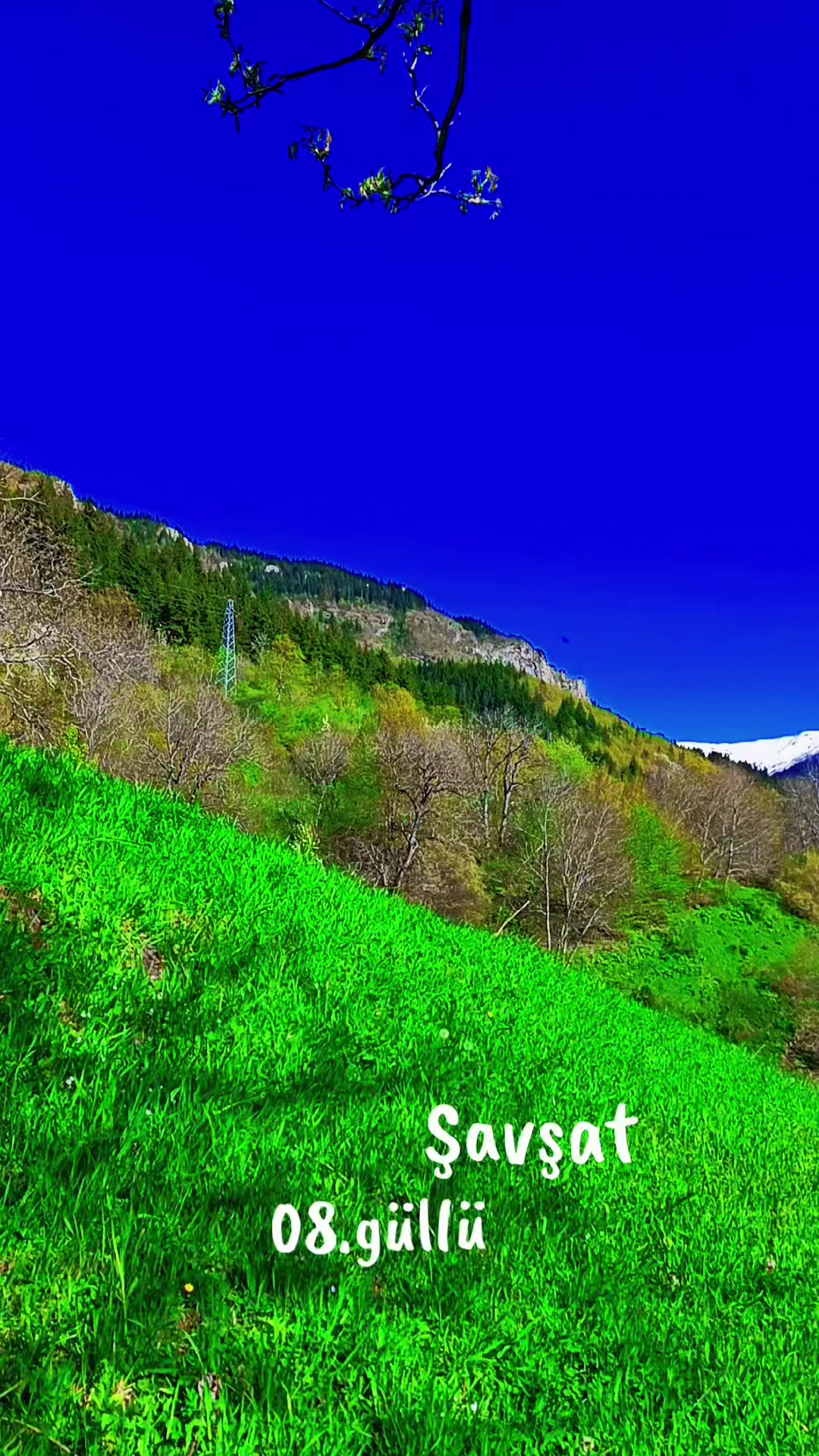 @08.G&Uuml;LL&Uuml;