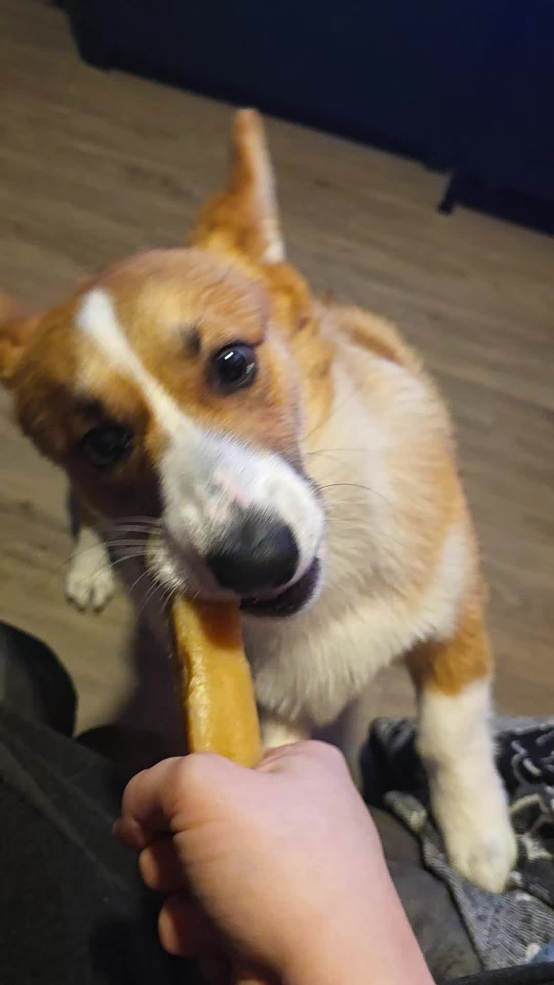 @B_Pets
