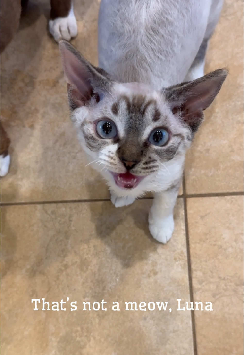 @Boba’s Buds Minskin Cats
