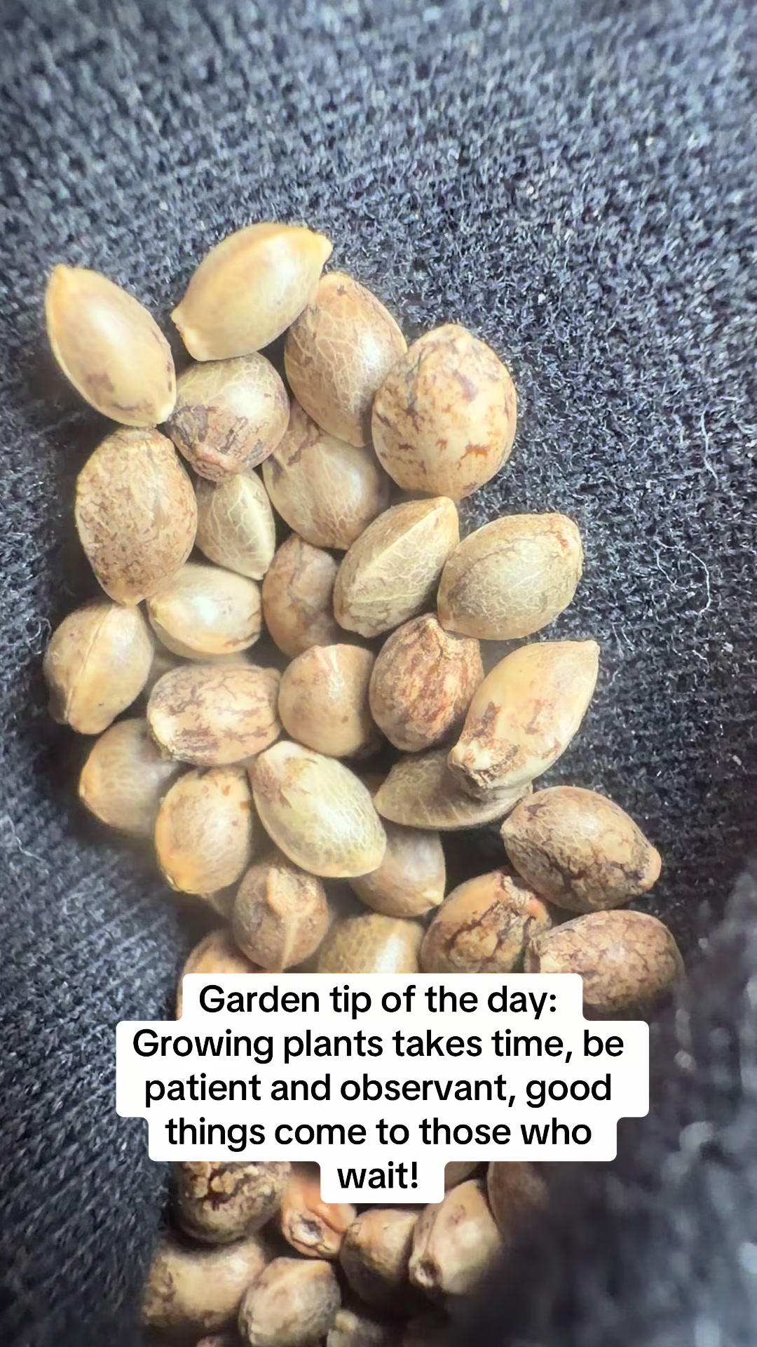 @SEEDTIVA