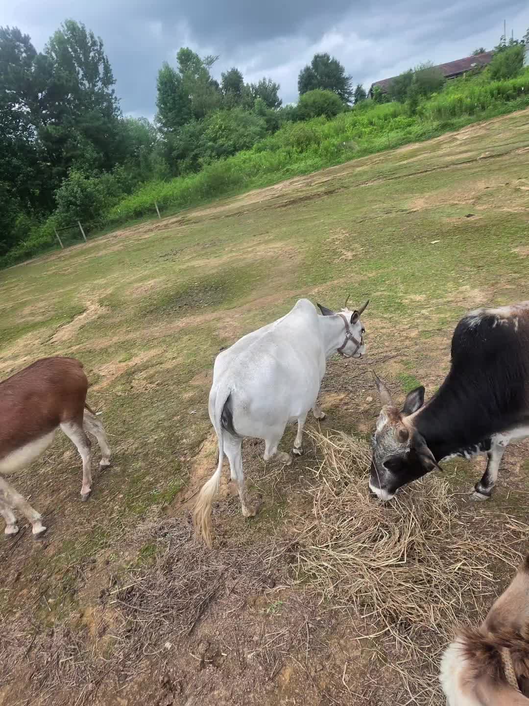 @Fortner Farm