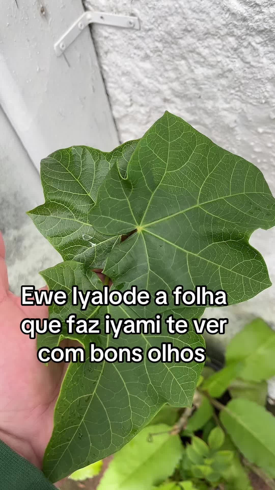@Olùwò Ayinde Oba Ogboni Brasil