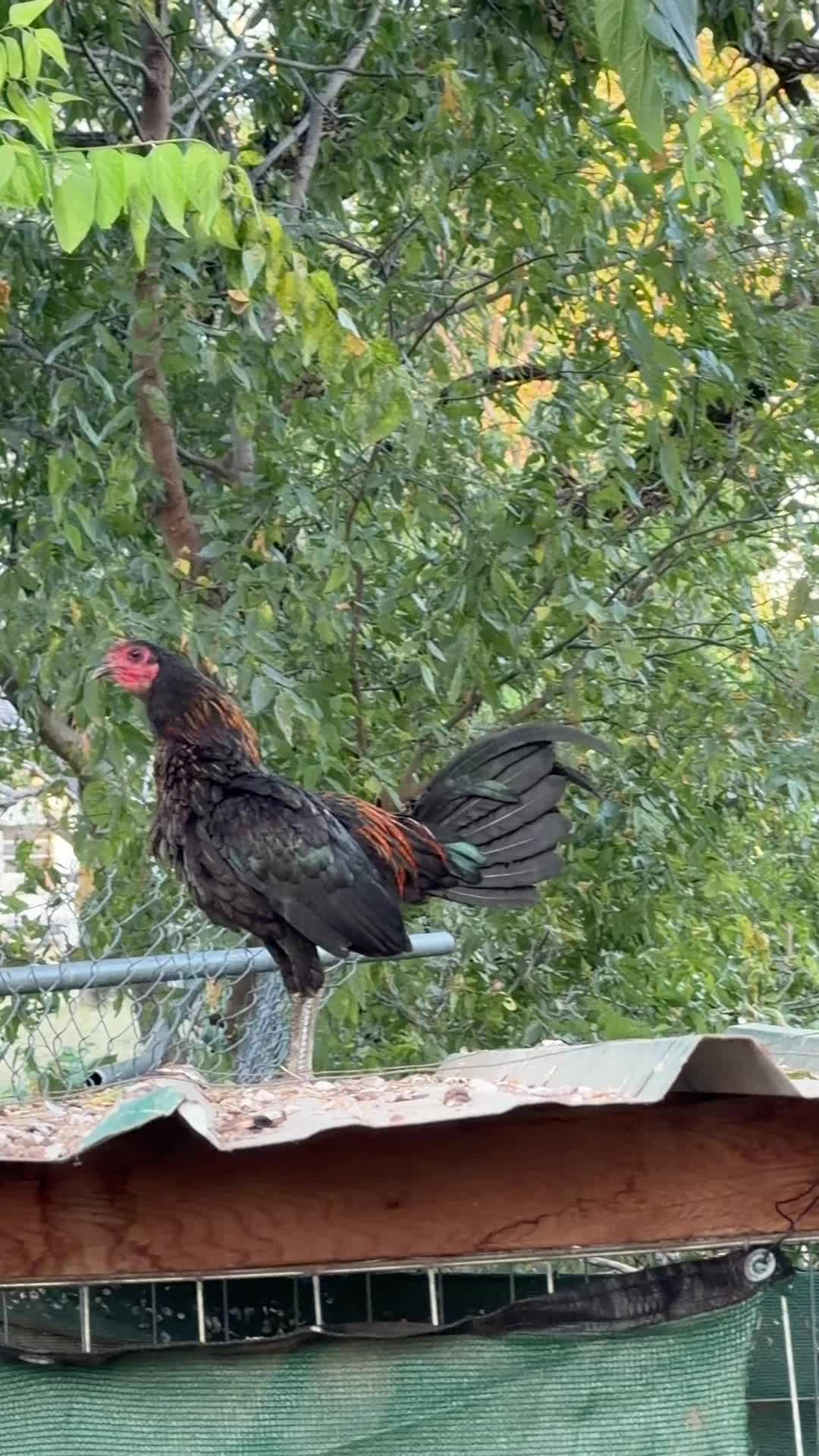 @Miguel Chilango