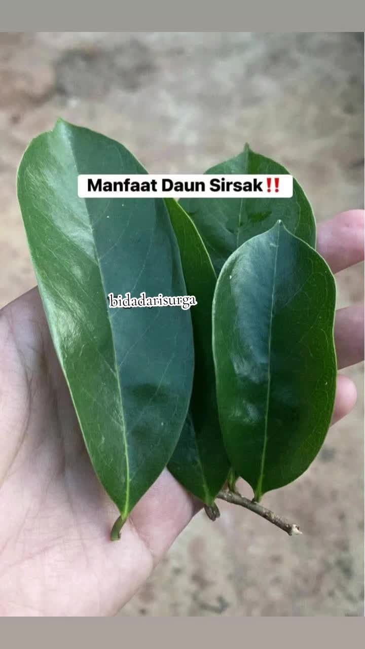 @ملاك السماء