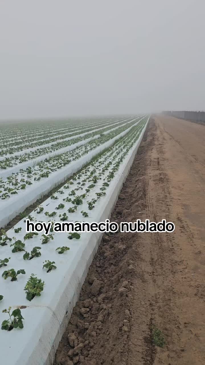 @🇲🇽🐦&zwj;⬛🪺VASQUEZ🚚🌪💎