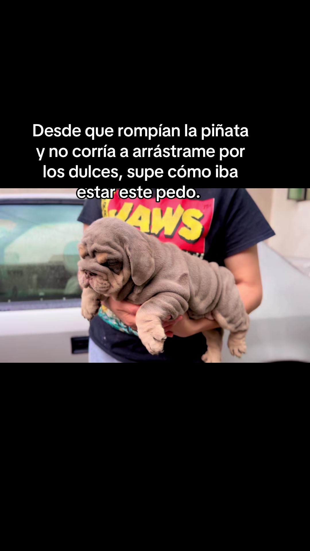 @Destroyers Bulldogs