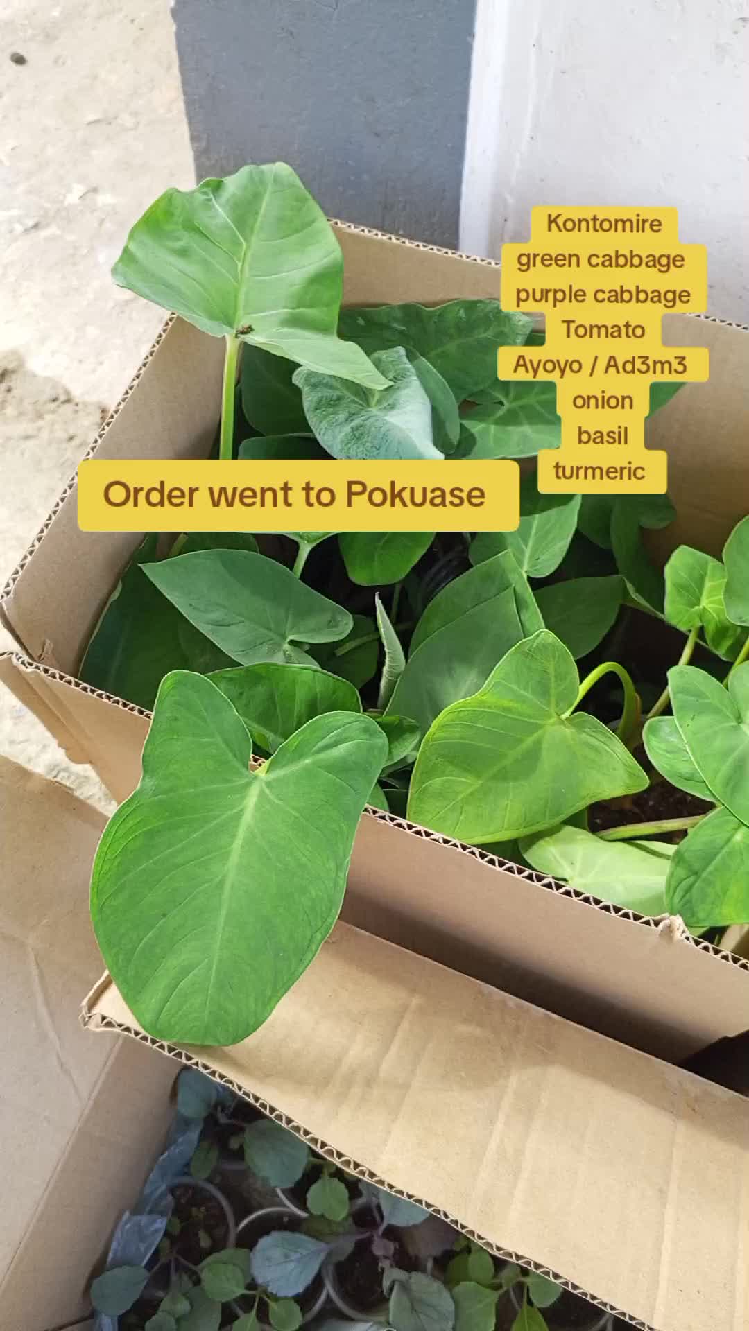 @The GenZ Gardener
