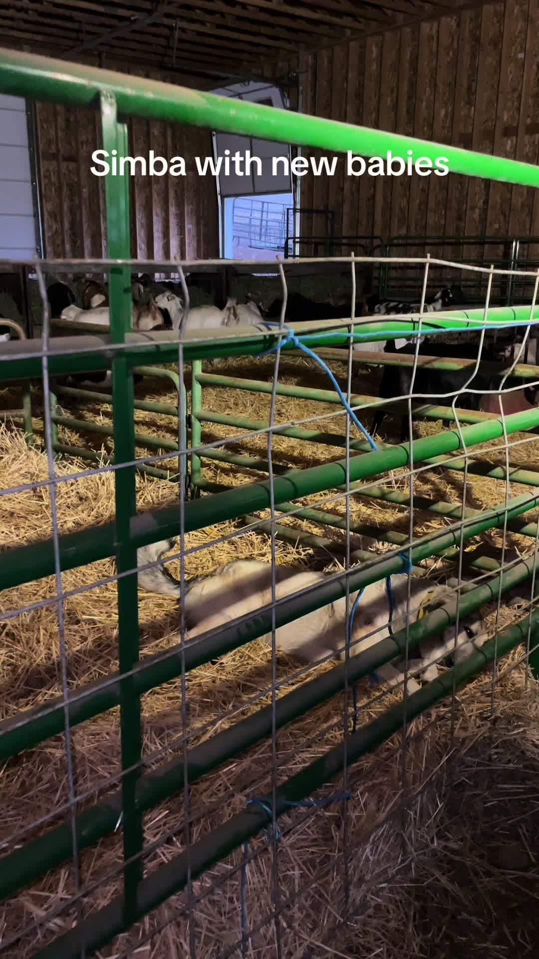 @PDR Stockdogs