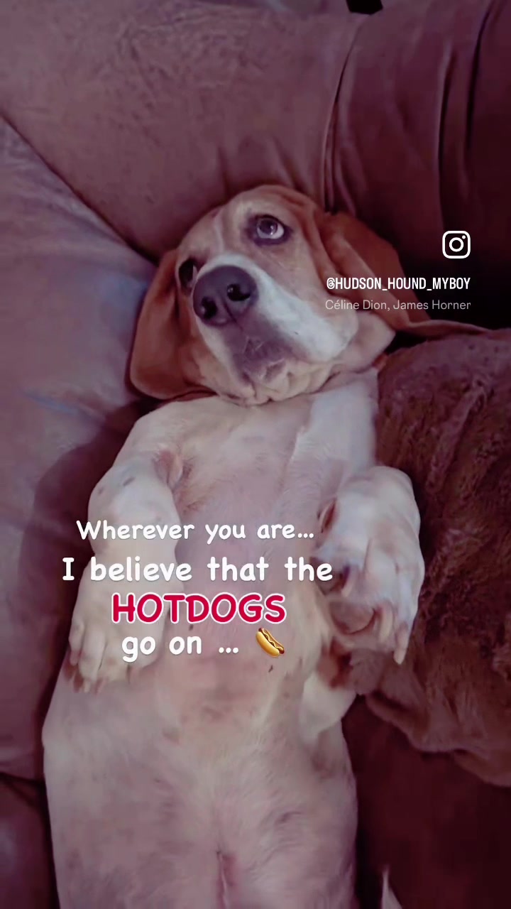 @Hudson & Rudy 🐾 Basset bros