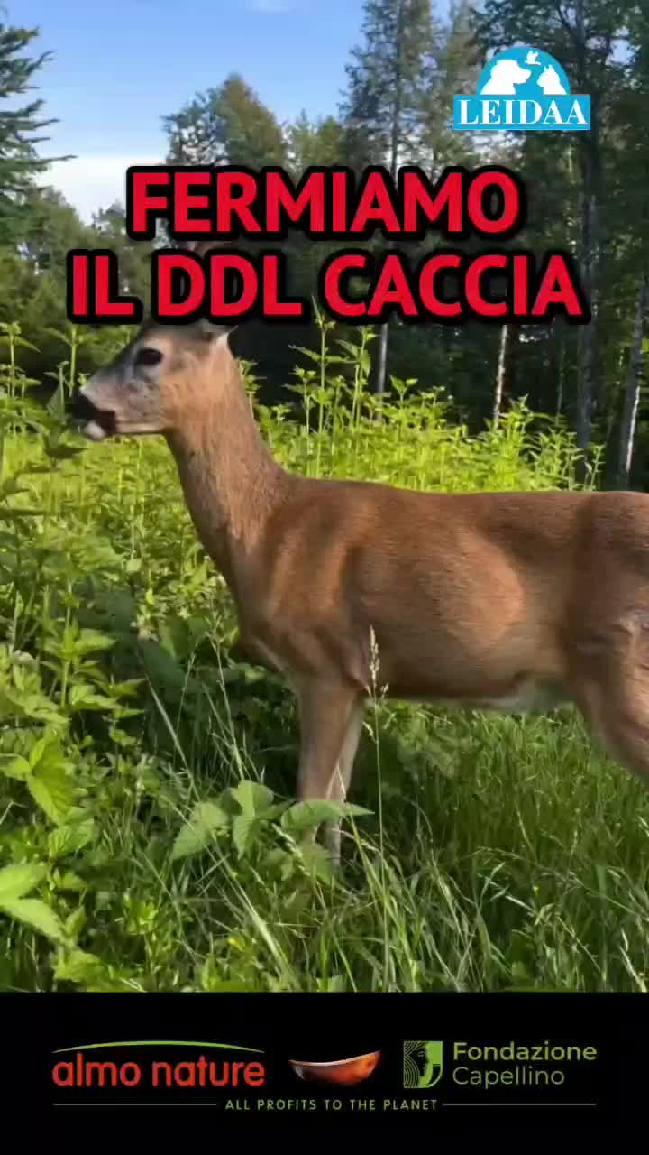 @LEIDAA
