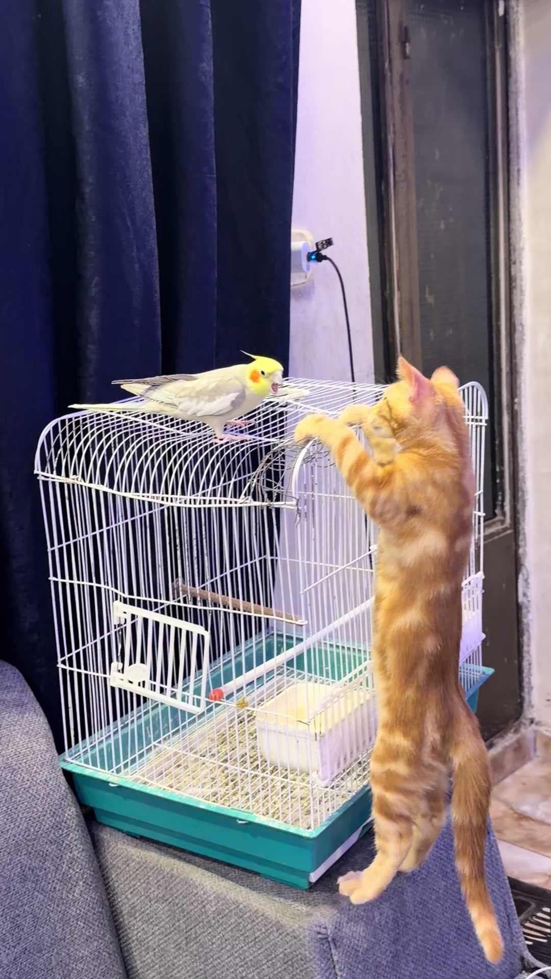 @asoolcat