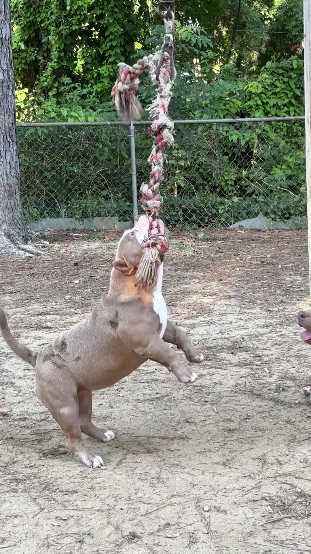 @Carters BullyHub