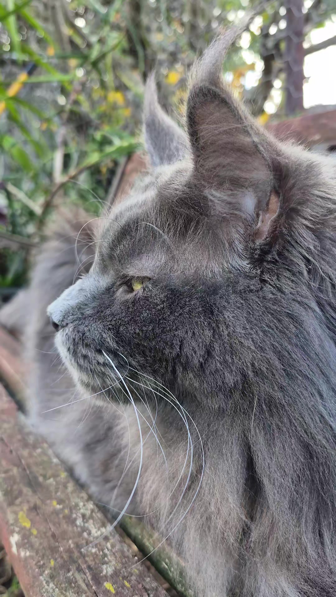 @Ragnar the Maine Coon 🐈