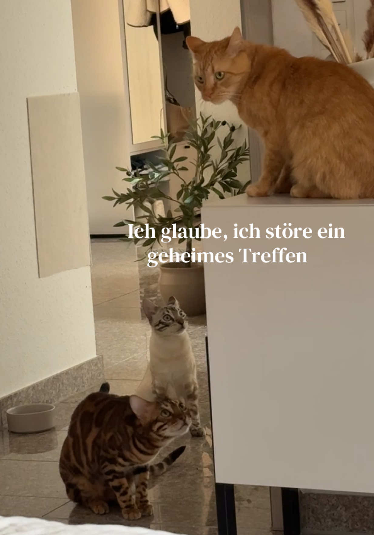 @ALINA 🐆🤎