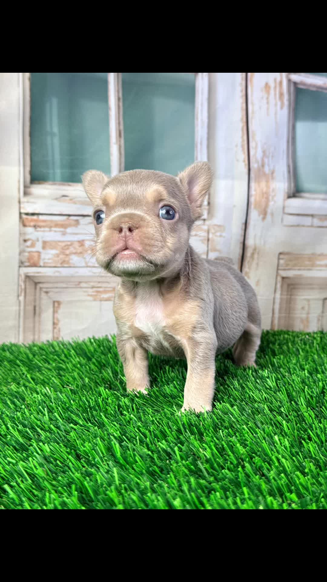@FriendlyFrenchiesOC