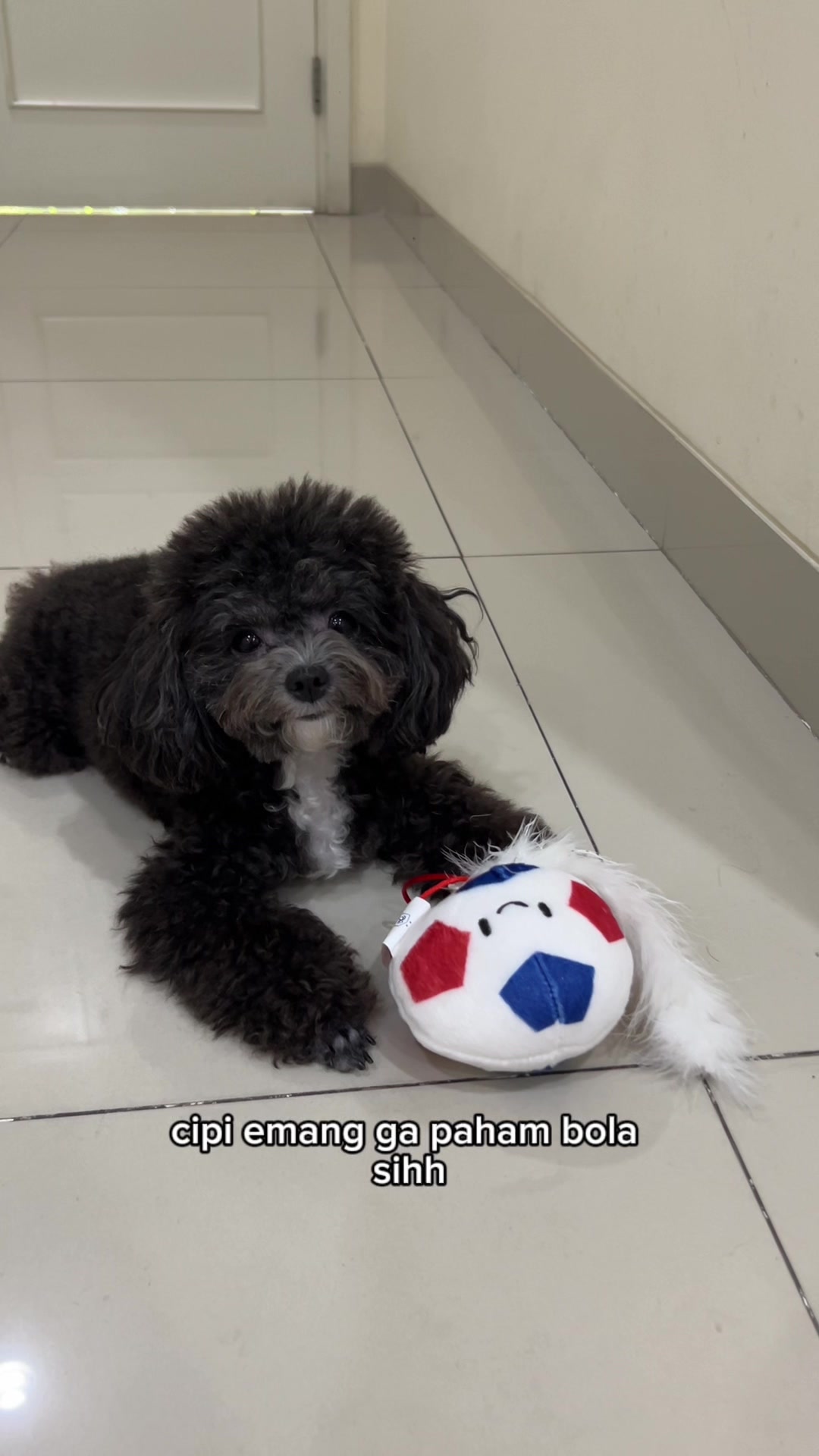 @chippi the poochon