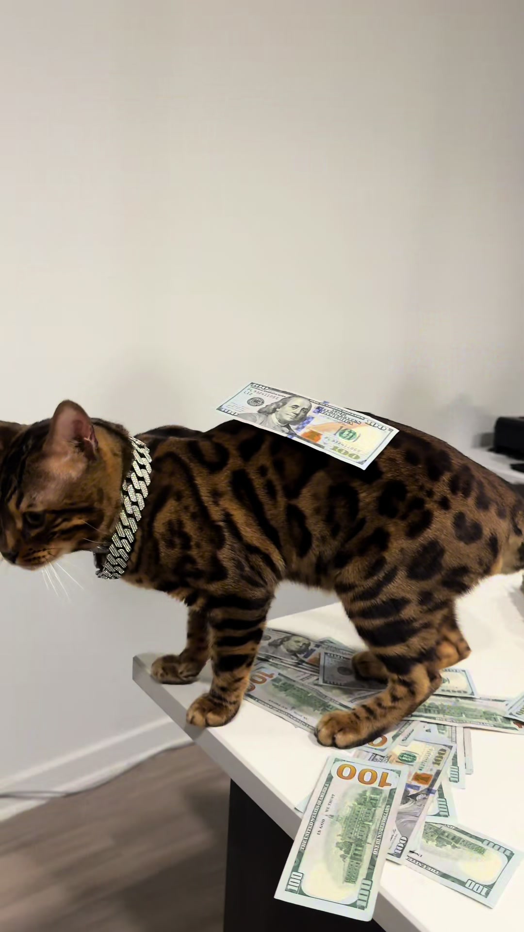 @Bengal Cats