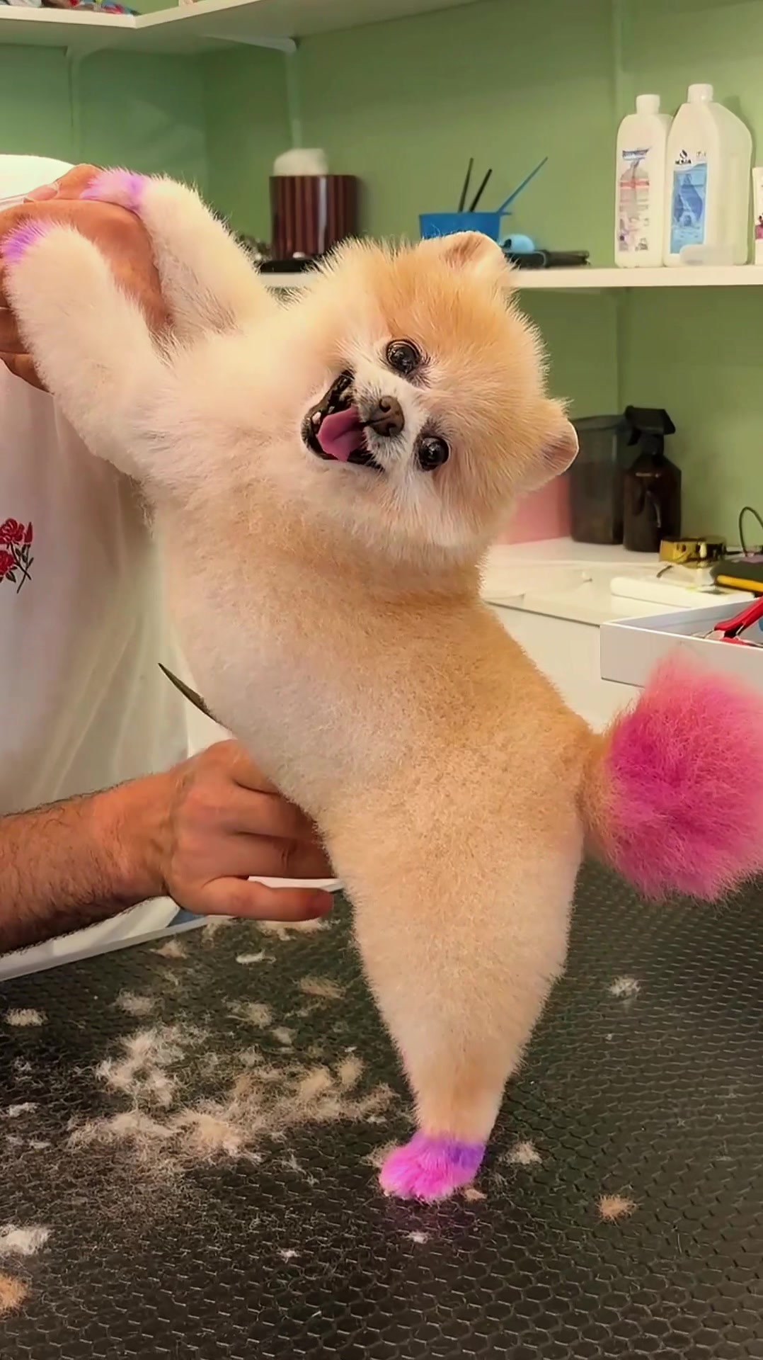 @@petstylistt