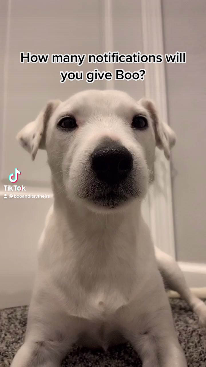 @A dog and his owner