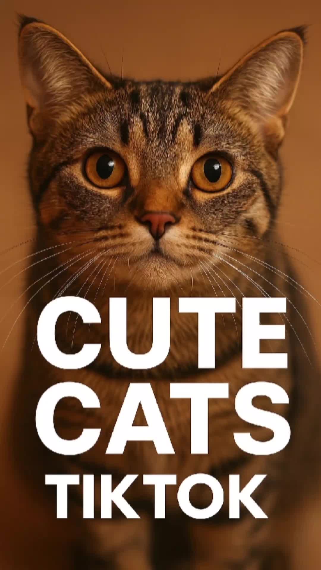 @White cat