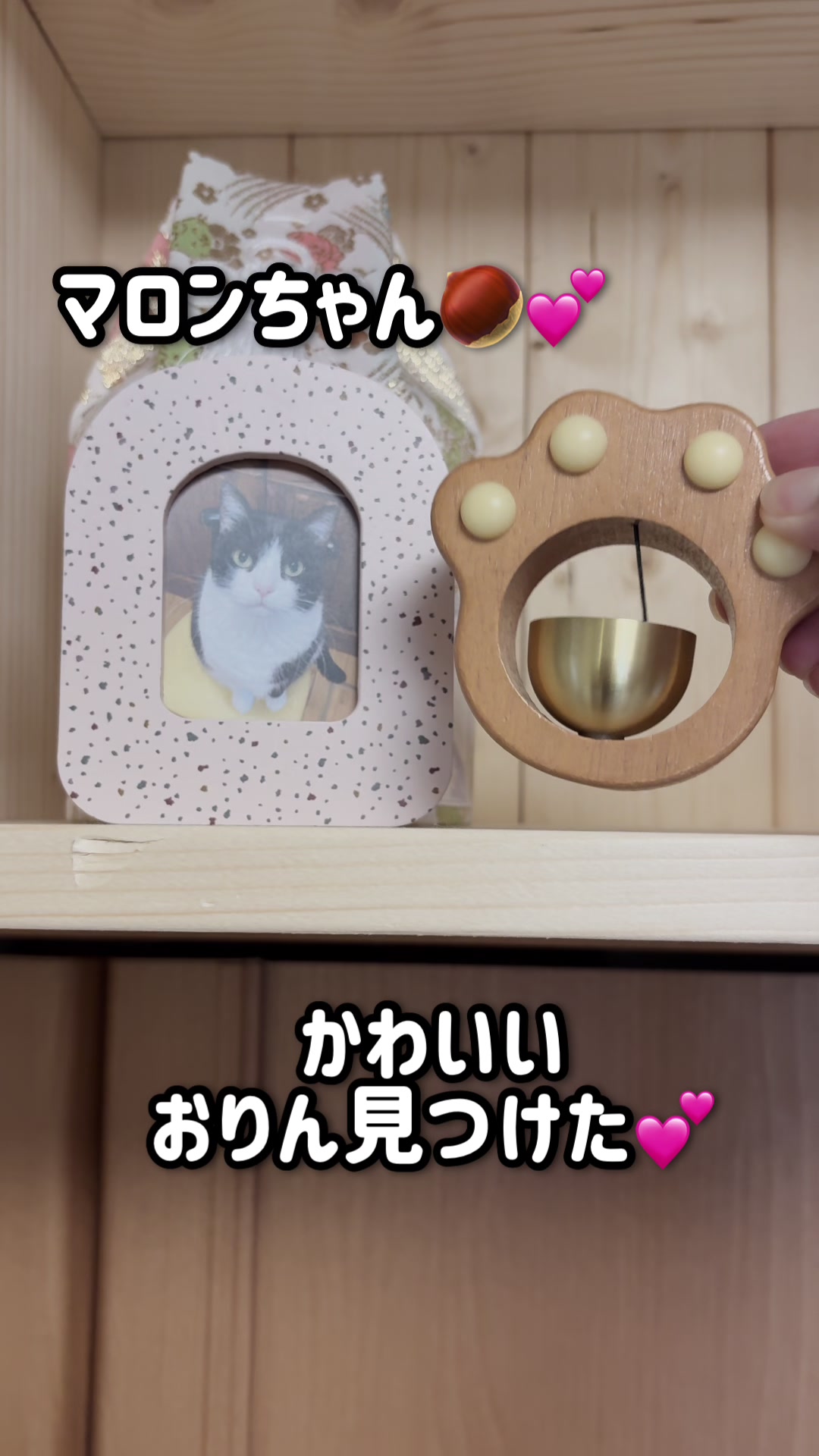 @ねこぷにもふ｜ホワイトシェパードのハクちゃん