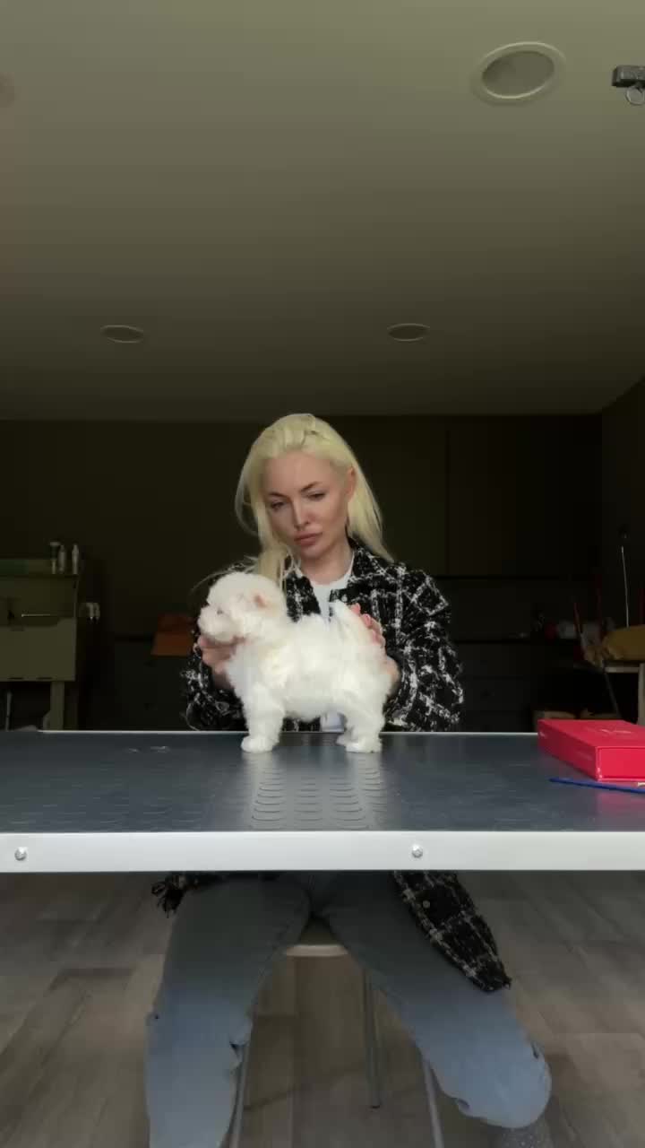 @kate_pomeranianl