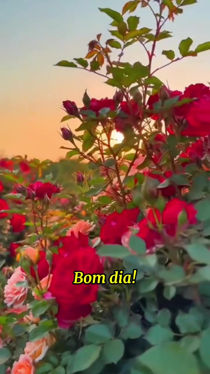 @Rosa Maria Pires