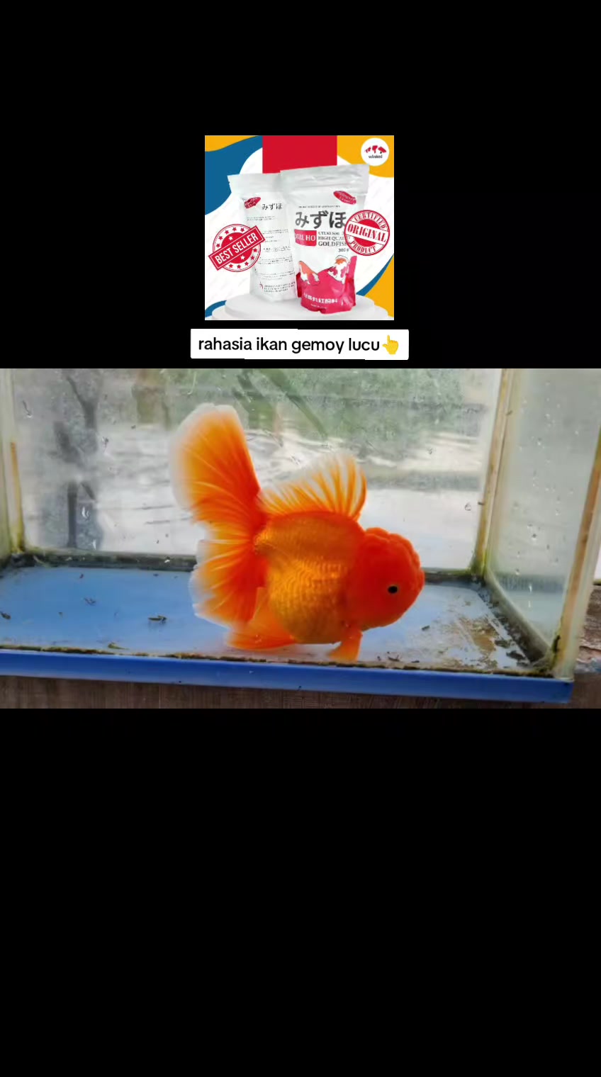 @Teras Aji Goldfish