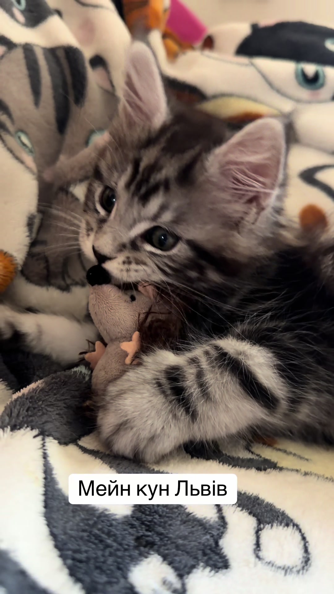@PARAKENTOS*UA Maine coon