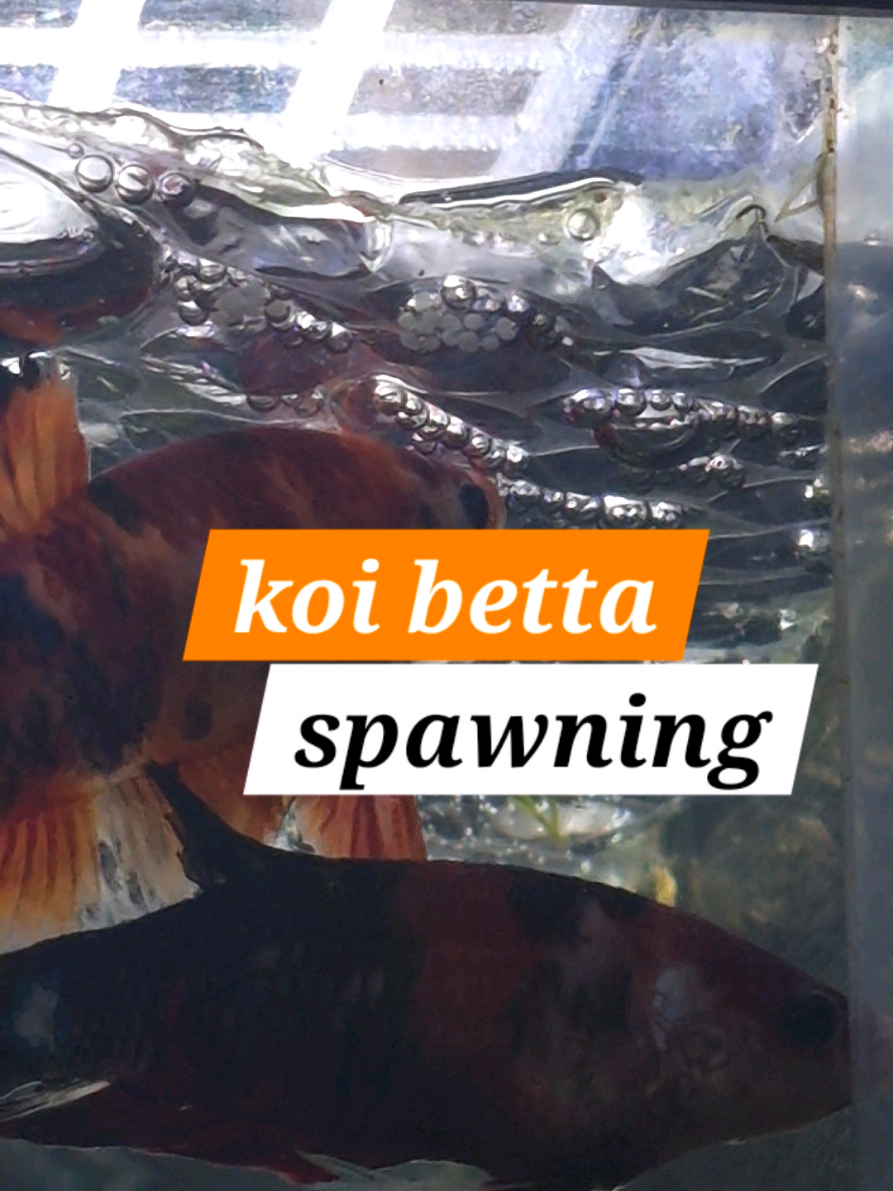 @Schalkx.Aquatics
