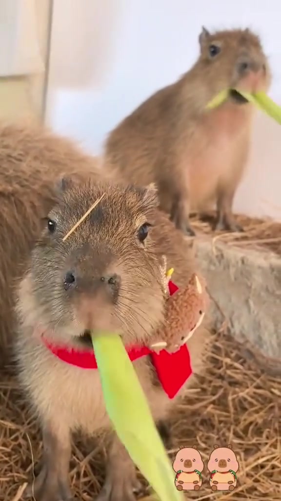 @Capybarabaramedia