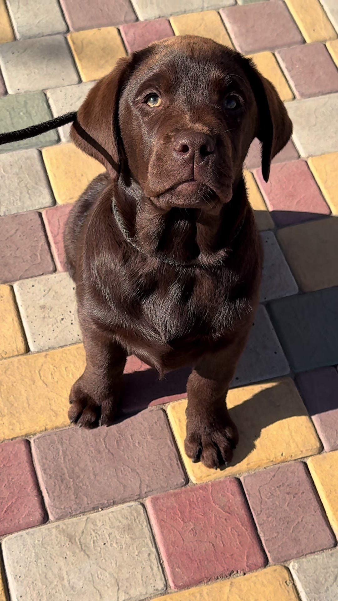 @Labrador_le_Grand