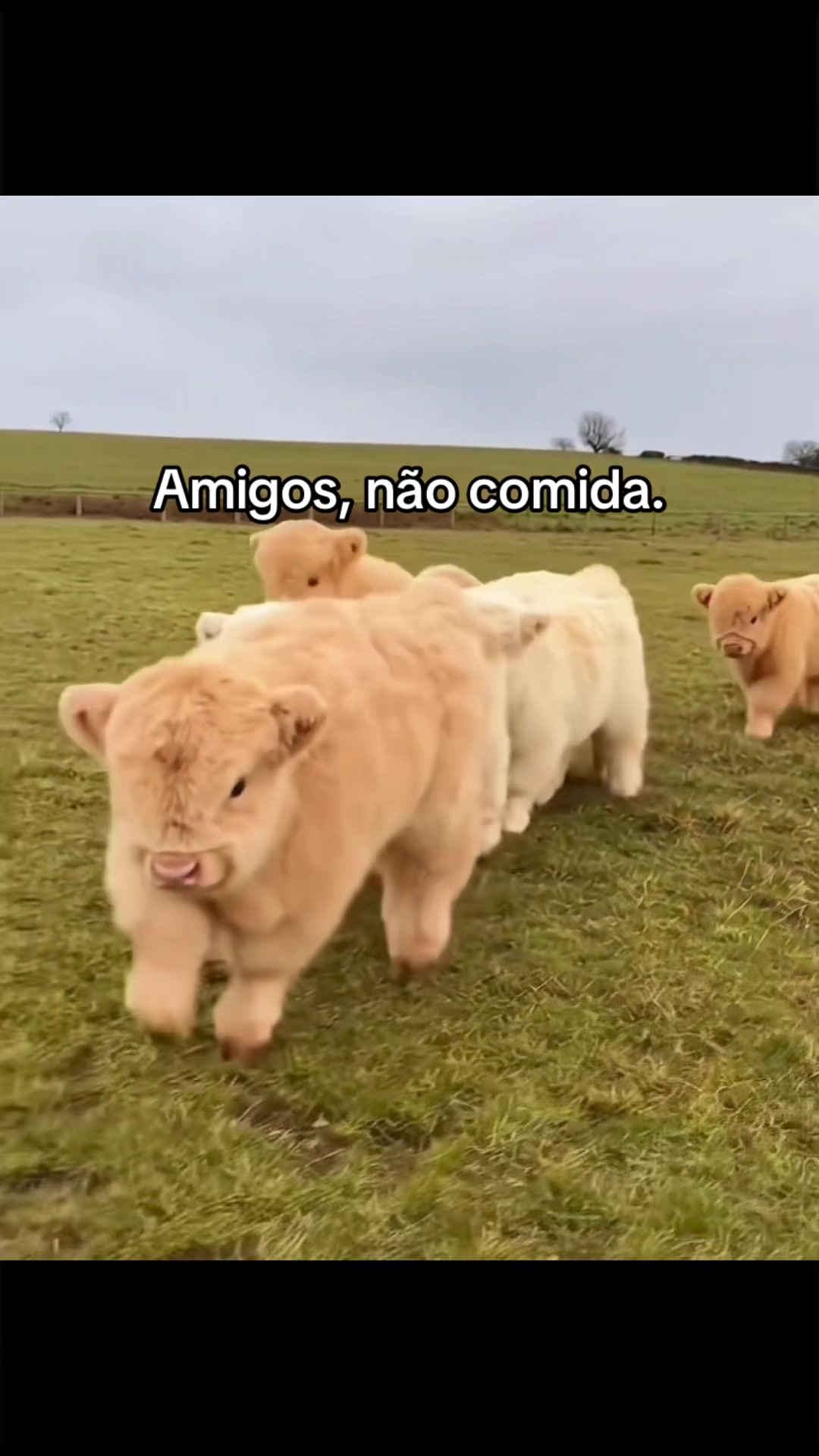 @Carne é cruel
