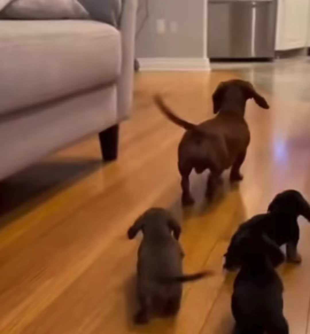 @Charisma Dachshunds