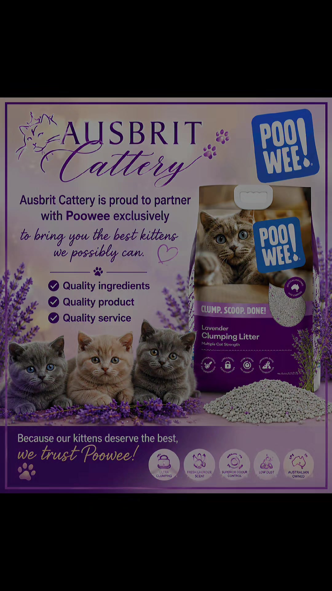 @🐈Barb🐈 Ausbrit Cattery  🇦🇺