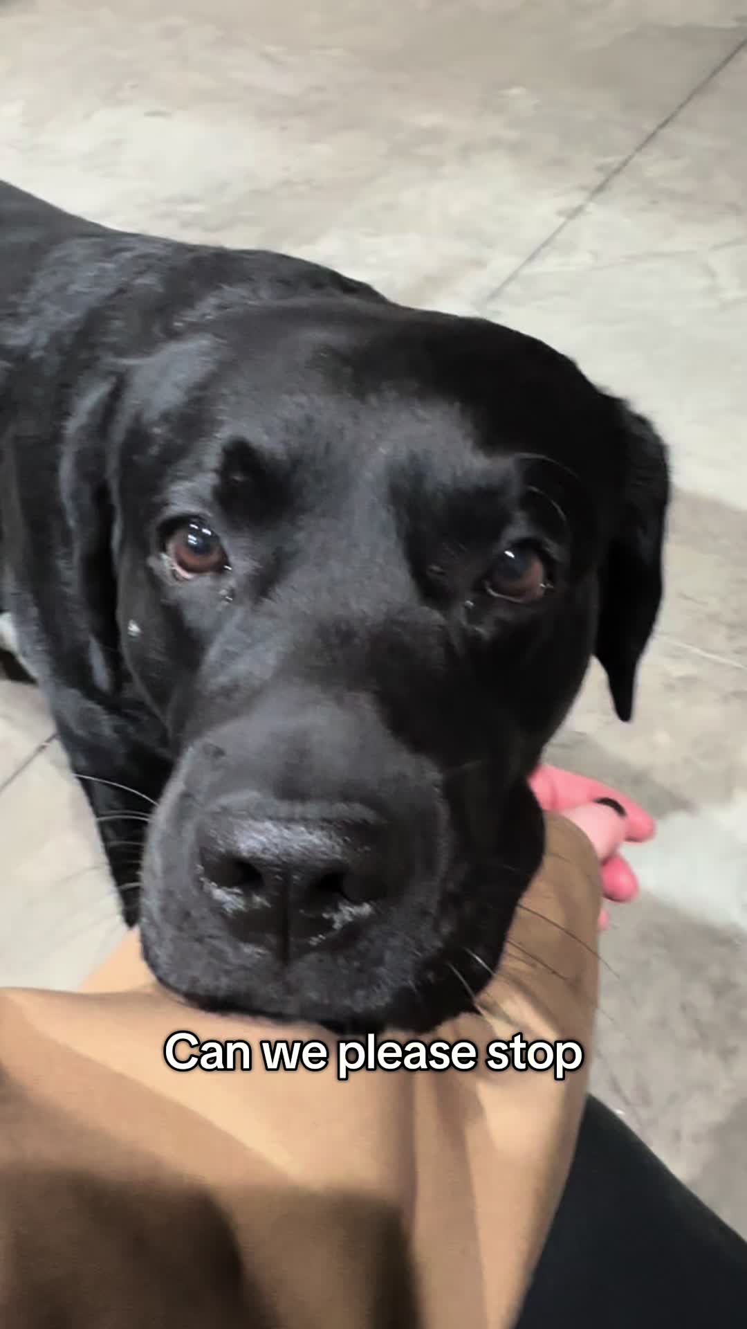 @Gunner the Good Boy Black Lab