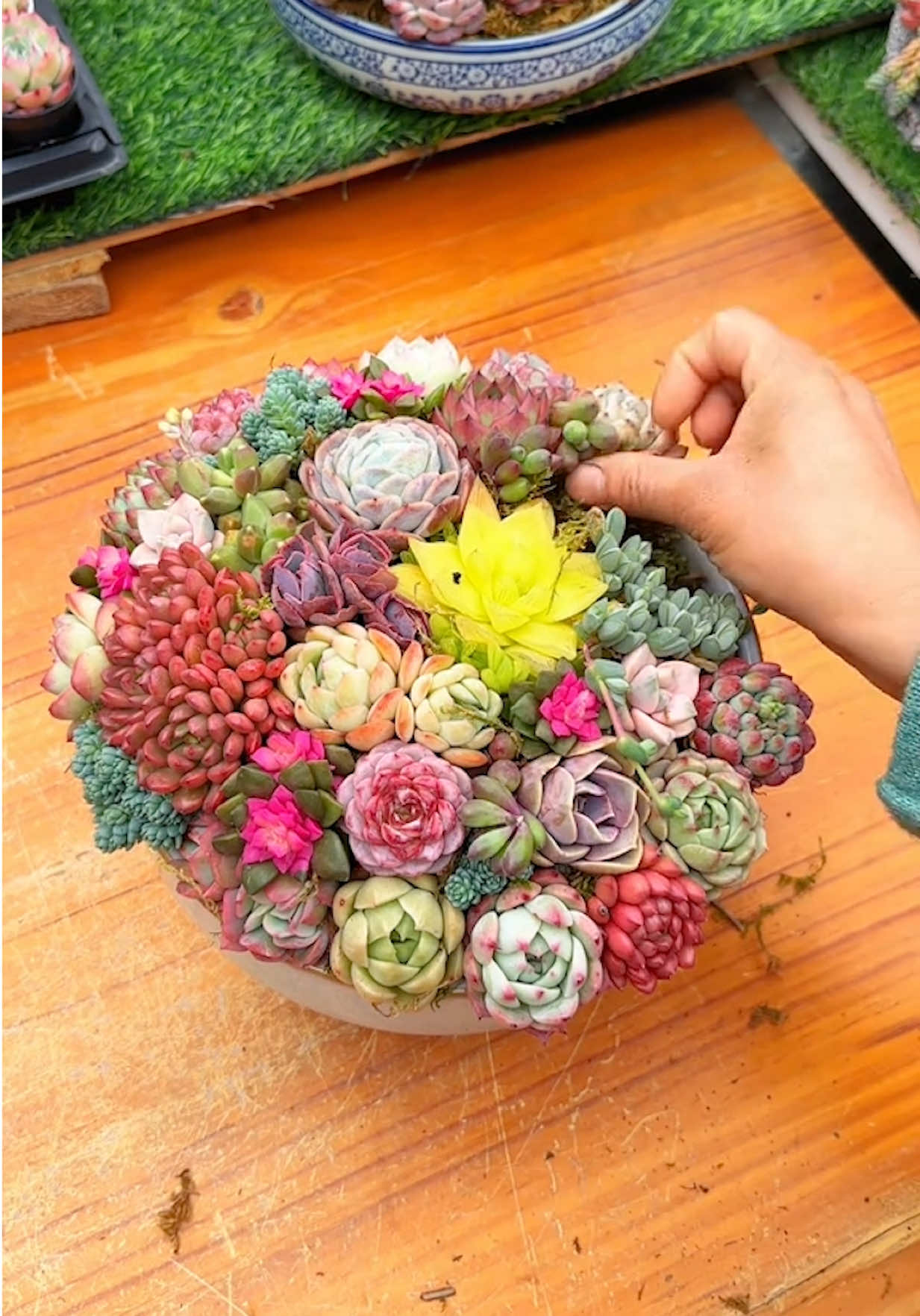 @Succulent Garden