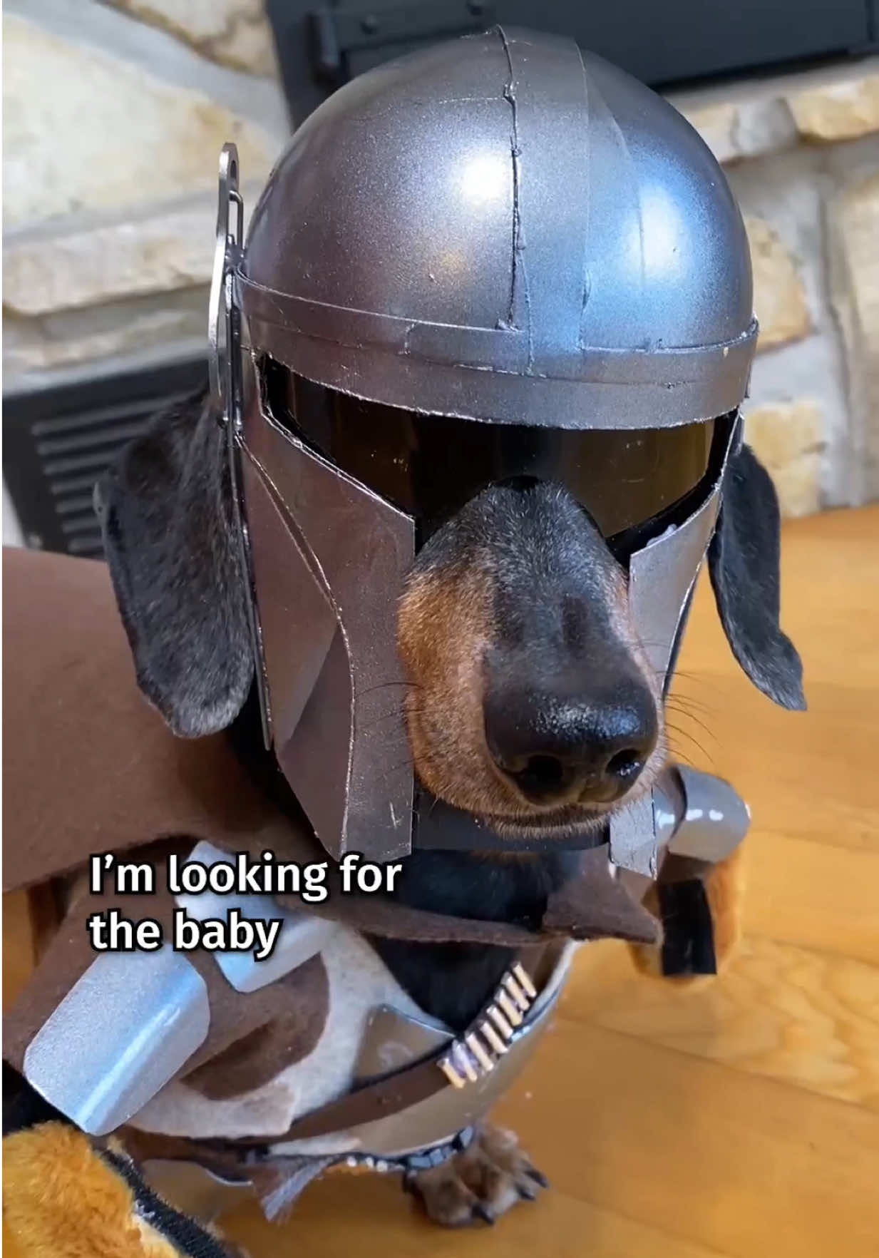 @Crusoe the Dachshund