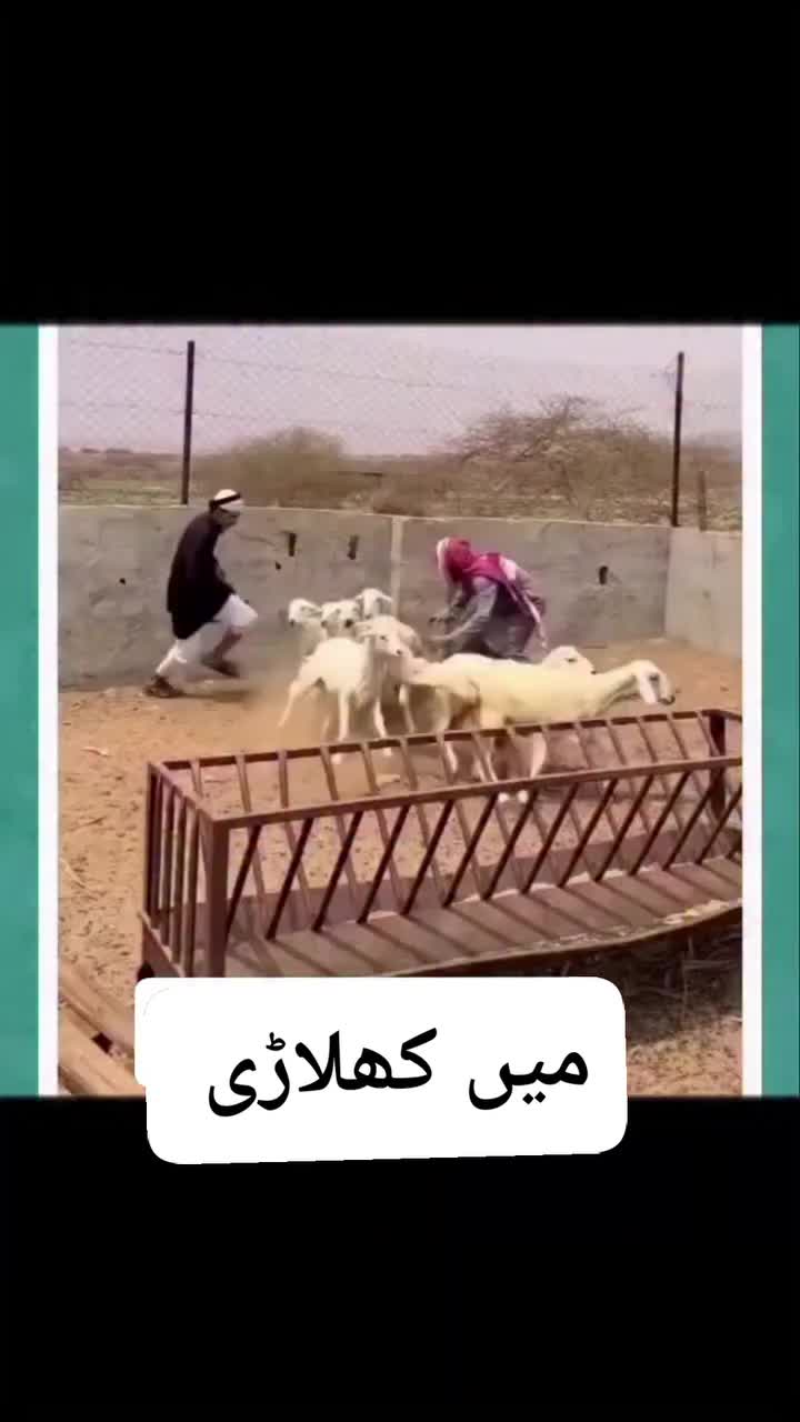 @drferoozshah