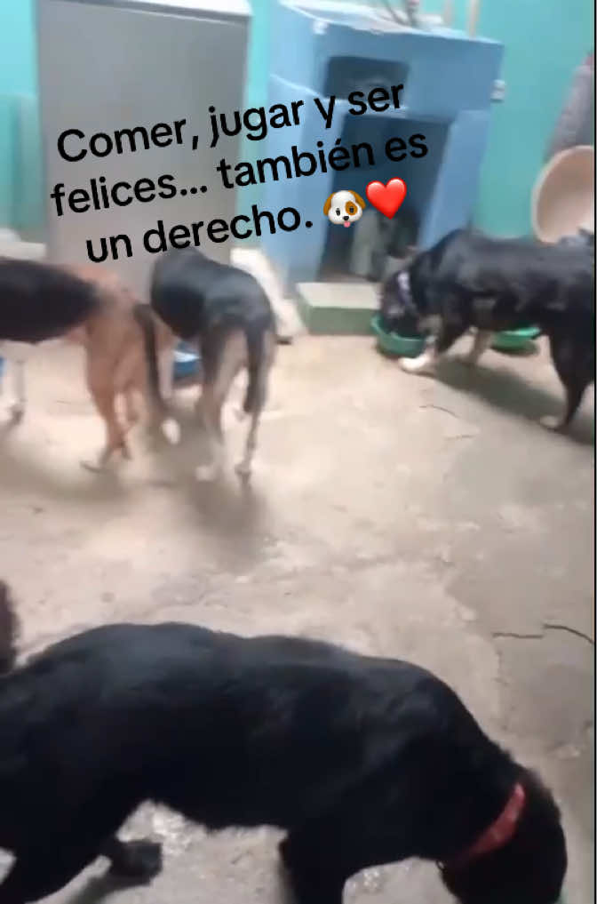 @BelitaPets
