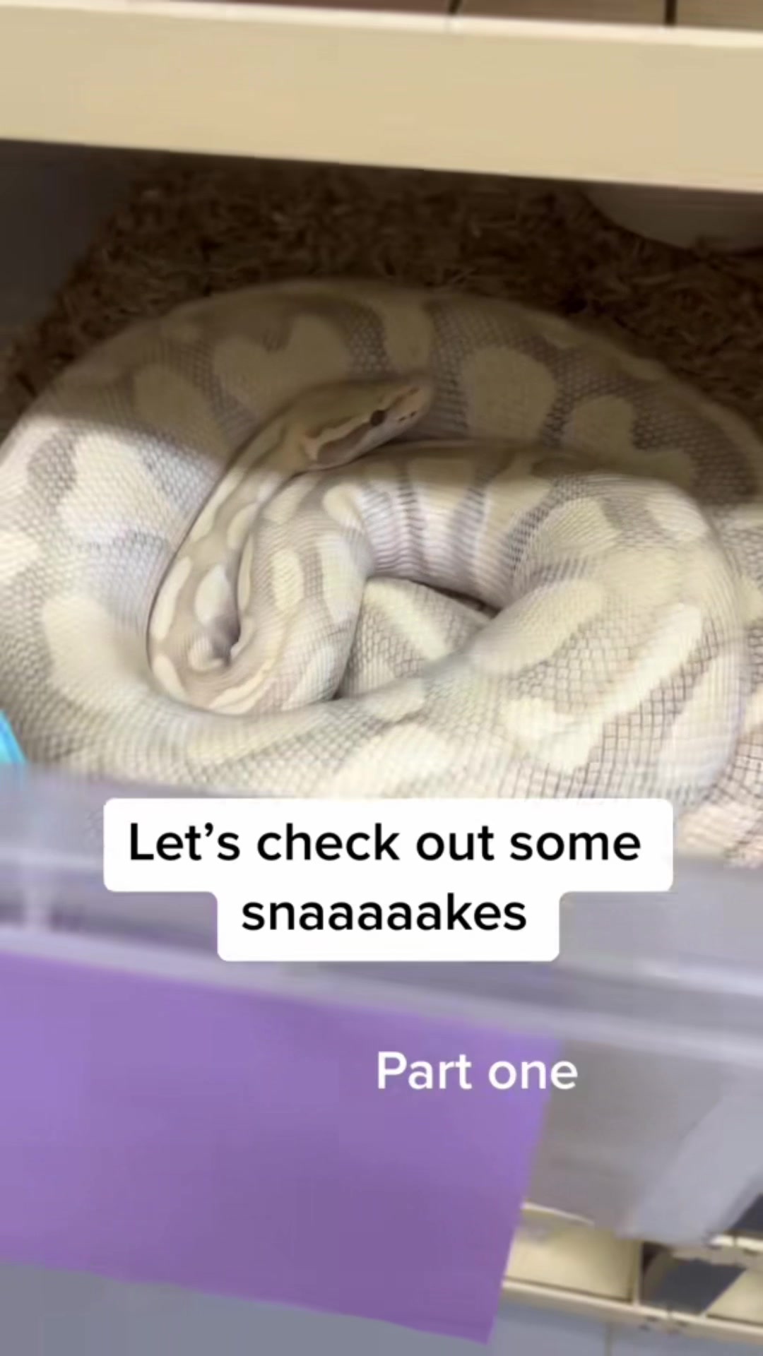 @Crazycaimanlady 🔗