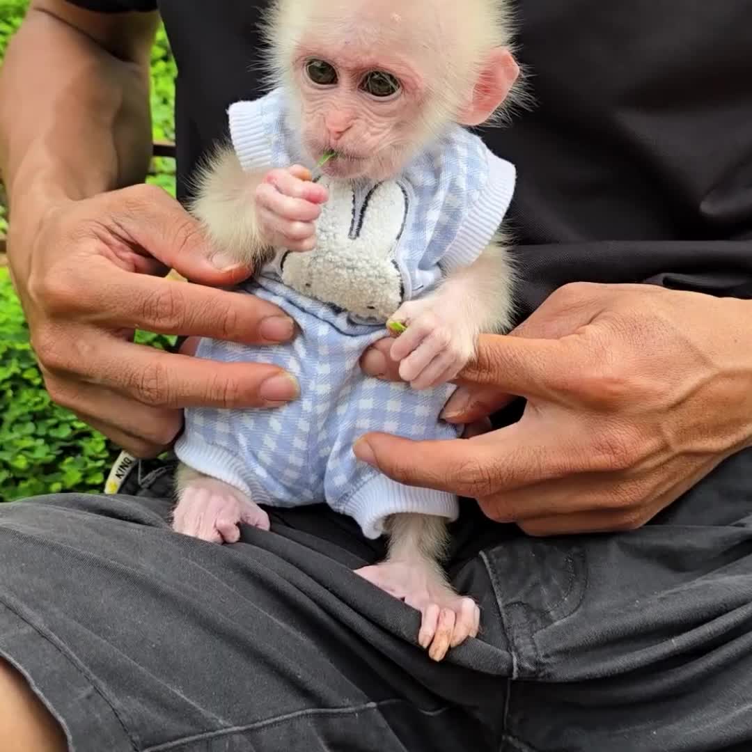 @Monkey TP