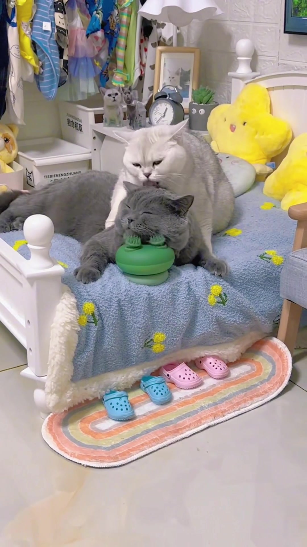 @The Kitten Council 😻😻