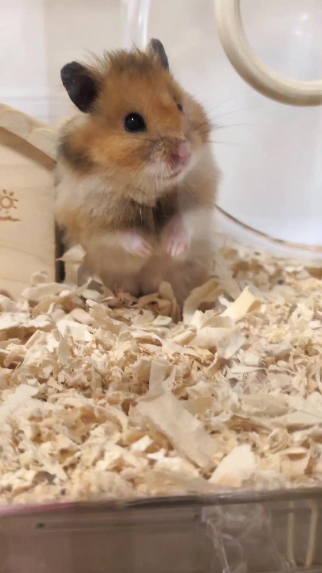 @たぴと仲間たち