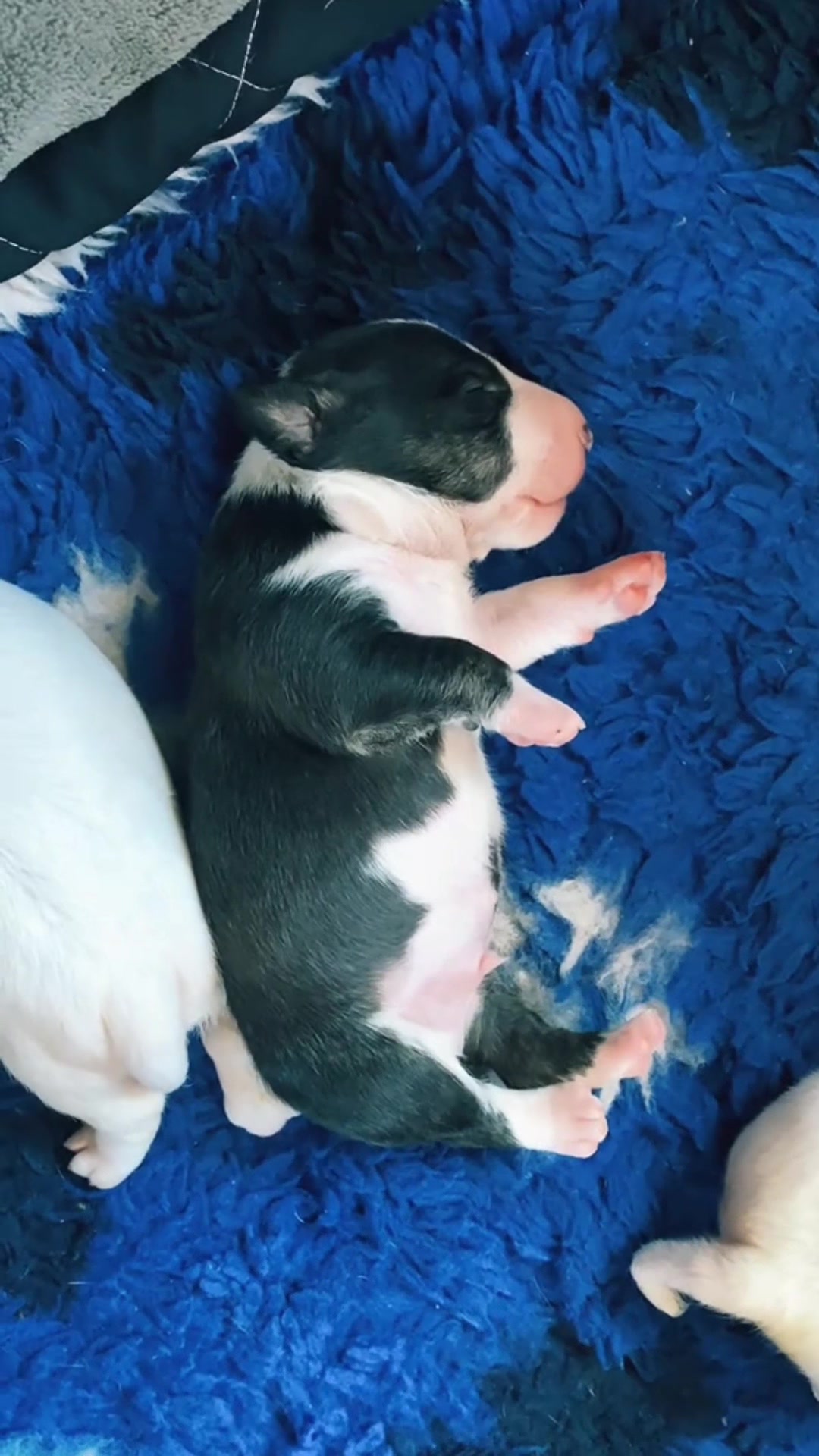 @Terra_Viva_minibullterrier