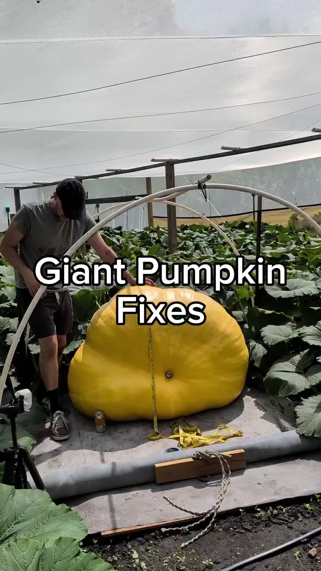 @bigpumpki